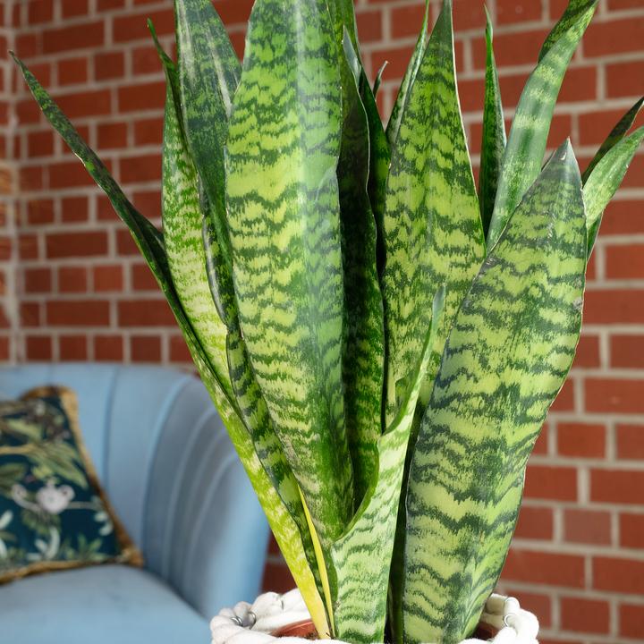 Produktbild Flowerbox Bogenhanf - Sansevieria zeylanica (65 cm)