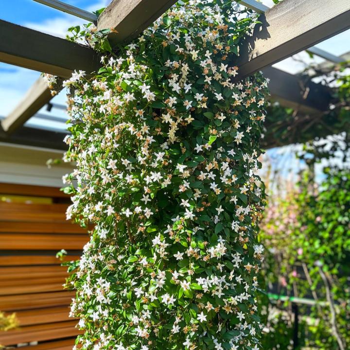 Produktbild Plant in a Box Trachelospermum jasminoides - 2er Set Sternjasmin (120 cm)