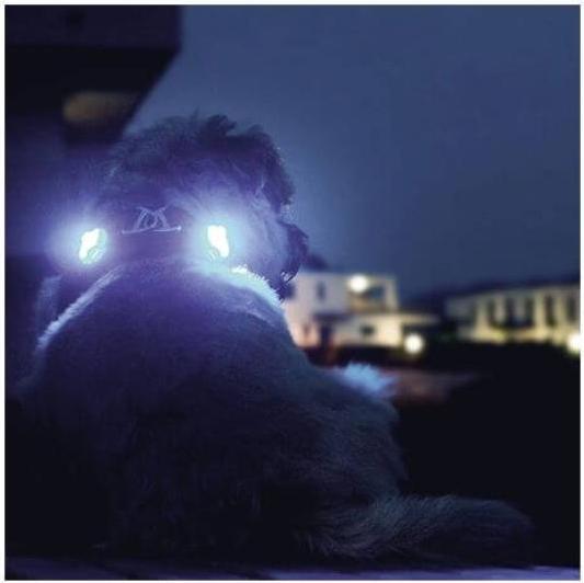 Produktbild Curli Luumi LED (Hund, Allgemein)
