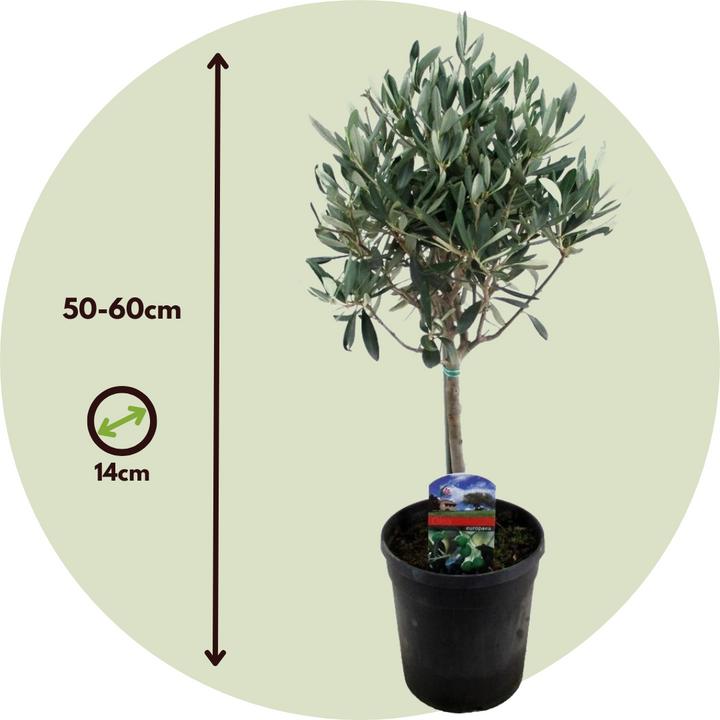 Image du produit Plant in a Box Olea Europaea (45 cm)