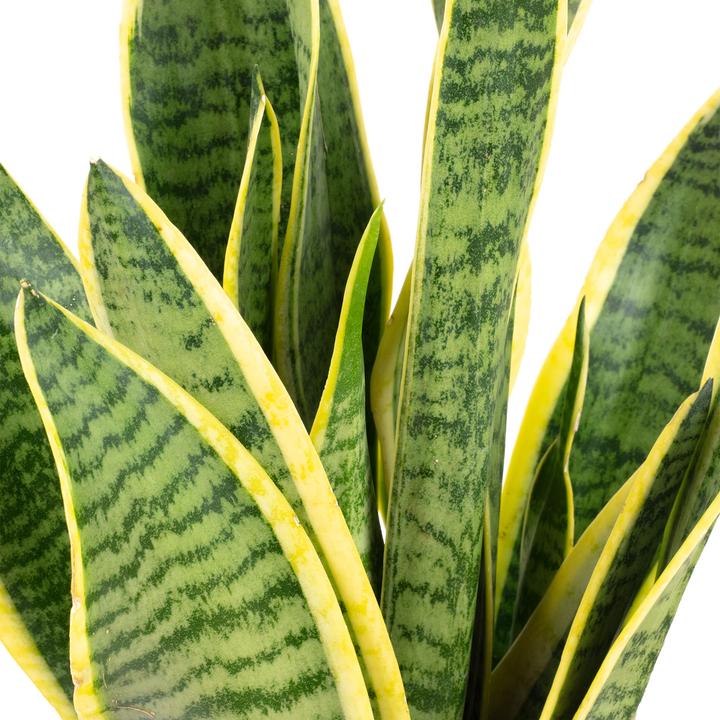 Produktbild Flowerbox Bogenhanf - Sansevieria trifasciata Laurentii (35 cm)