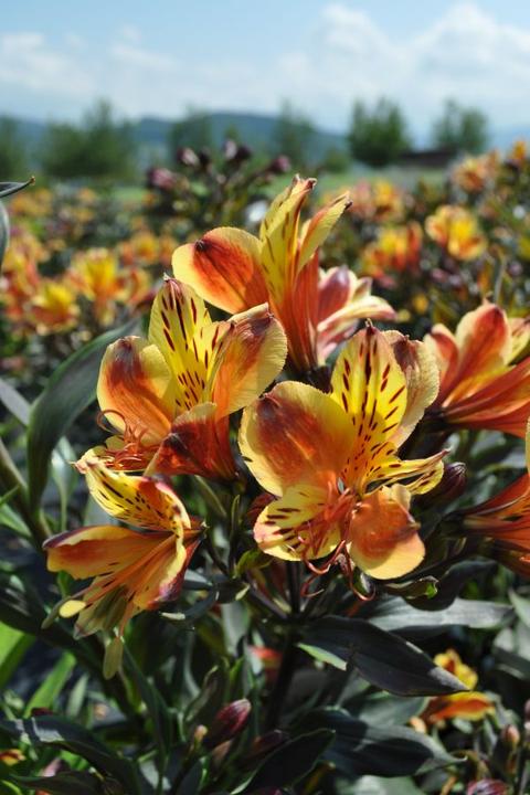 Produktbild Säntispracht Die exotischfarbene Inkalilie - Alstroemeria 'Summer Saint' (35 cm)