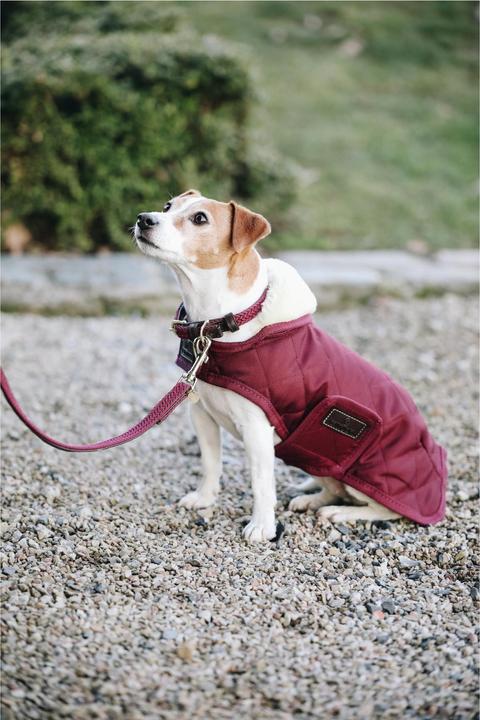 Produktbild Kentucky Dogwear Geknüpfte Nylon Hundeleine (L, Hund)