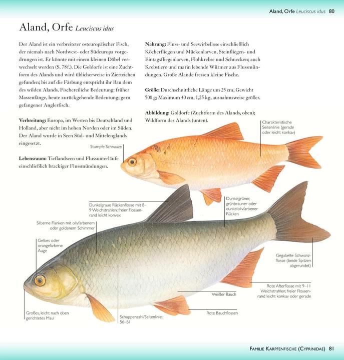Actual product image Freshwater fish (19 cm)