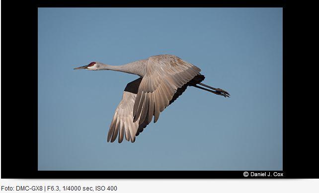 Actual product image Panasonic 100-400mm f/4-6.3 Leica DG Vario-Elmar ASPH. power O.I.S. (Micro Four Thirds, Micro Four Thirds)