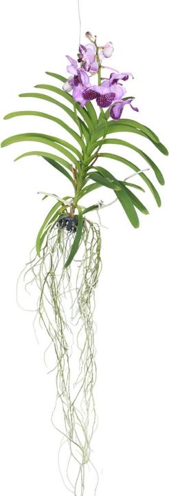 Produktbild Plant in a Box Vanda 'Lila' - Orchidee (60 cm)
