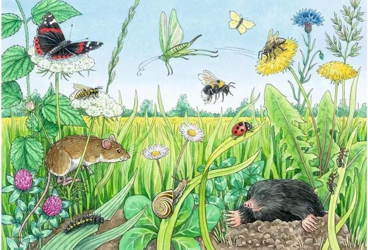 Produktbild Ravensburger Wieso? Weshalb? Warum? Tiere im Wald und auf der Wiese (24 Teile)