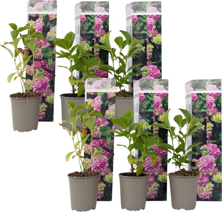 Actual product image Plant in a Box Hydrangea macrophylla 'Early Pink' - Set of 6 hydrangeas (25 cm)