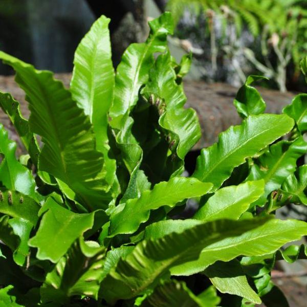 Produktbild Säntispracht 3 er Set, Der heimische Hirschzungen-Farn - Asplenium scolopendrium (45 cm)