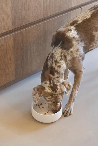 Actual product image Designed by Lotte Lojs dog bowl (1.20 l)