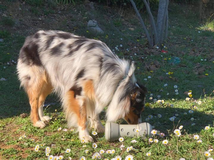 Produktbild Swisspet Pipolino