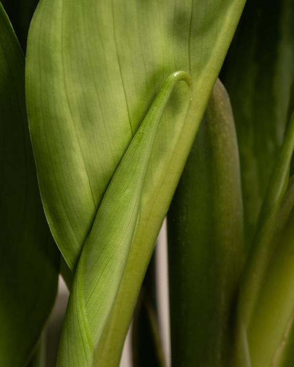 Image du produit feey Aglaonema Stripes (70 cm, Fraîchement rempotés)