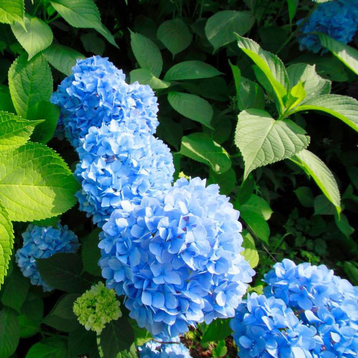 Actual product image Plant in a Box Hydrangea macrophylla 'Early Blue' - Set of 3 hydrangeas (25 cm)