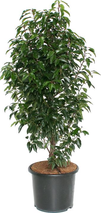 Produktbild Zulauf Portugiesischer Kirschlorbeer / Prunus lusitanica Angustifolia' (125 cm)