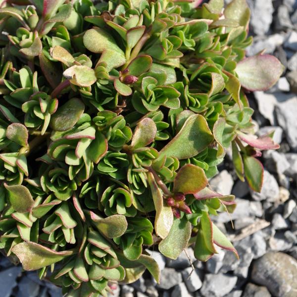 Image du produit Säntispracht Set de 3, Le pourpier annuel - Portulaca oleracea Fuchsia (20 cm)