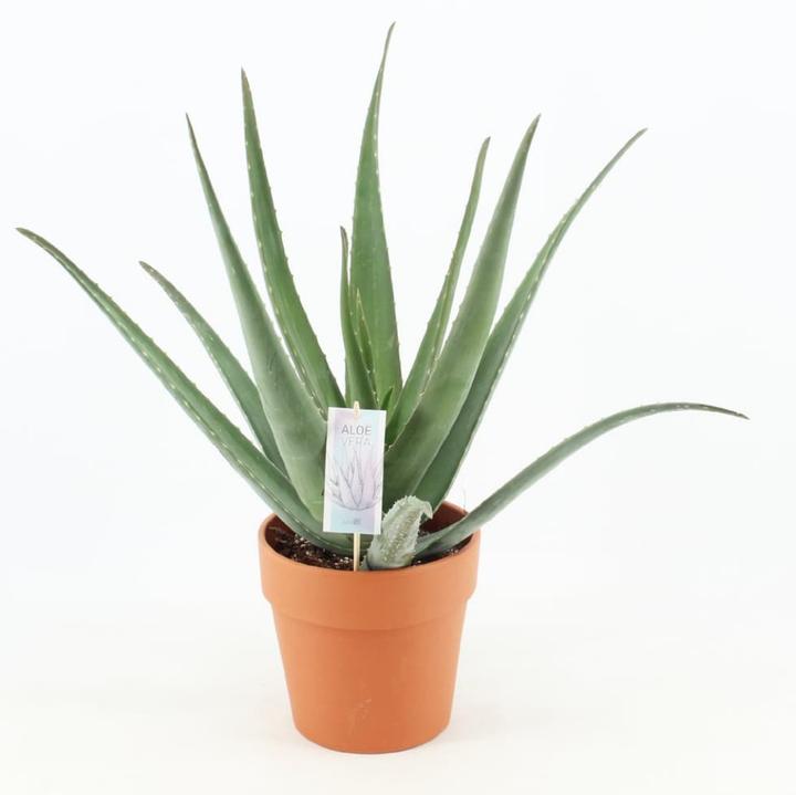 Produktbild Fresca-Plant Aloe Vera Barbadensis In Terracotta 21cm (55 cm)