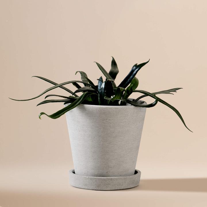 Mary and Plants Blu cobalto Fern HAY Grigio chiaro (15 cm)