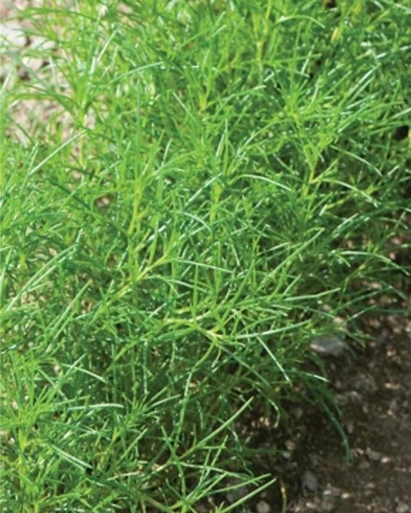 Produktbild Tropica Japanisches Salzkraut (Salsola Komarovii) (Kräutersamen)