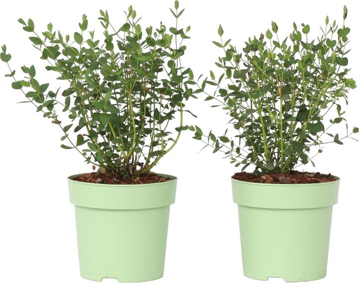 Produktbild Plant in a Box Eucalyptus parvifolia 'Oliva' - 2er Set Eukalyptus (35 cm)