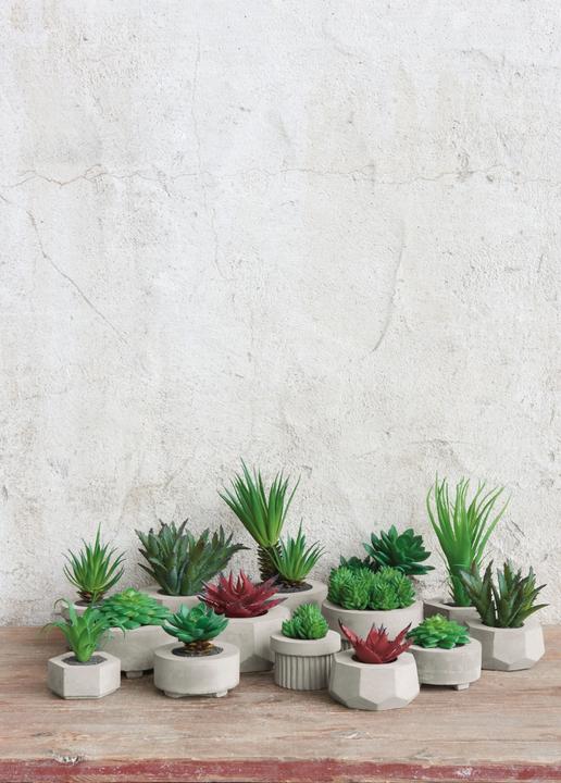 Actual product image ASA Selection ASA Succulent VI in grey concrete pot green 7 cm