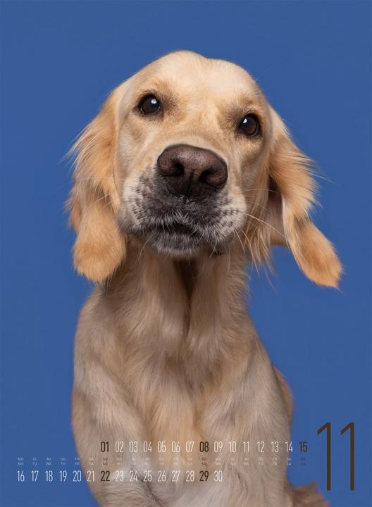 Produktbild Frei Schnauze - Kalender 2026 (33 x 45 cm, Harter Einband, Englisch, Deutsch)