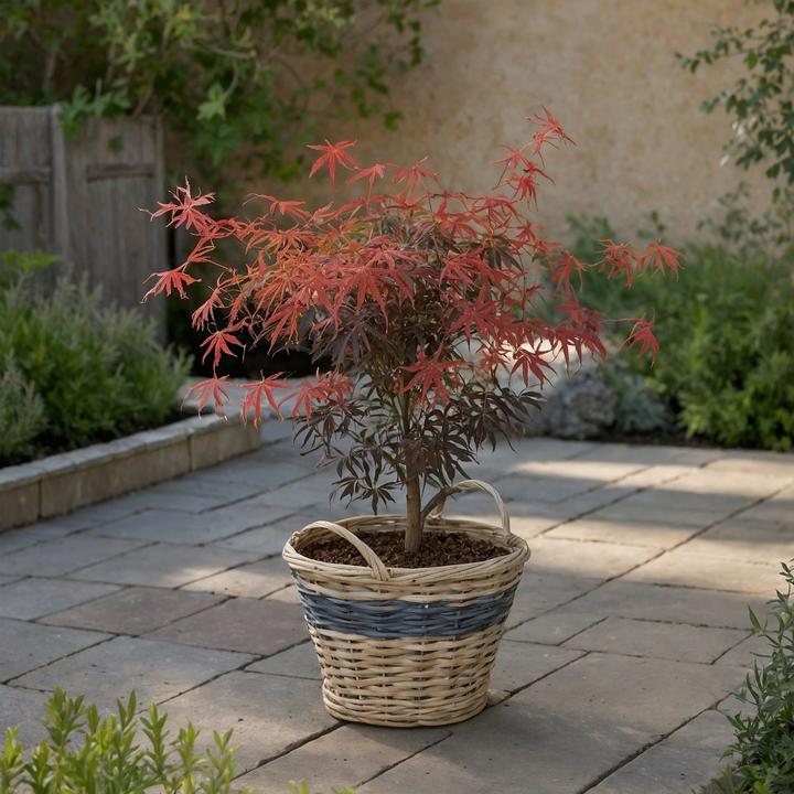 Actual product image Plant in a Box Acer palmatum 'Starfish' - Maple tree (60 cm)