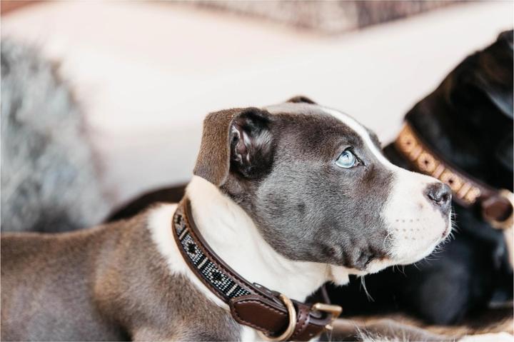 Produktbild Kentucky Dogwear Hundehalsband Handgemacht Pearls (L, Hund)