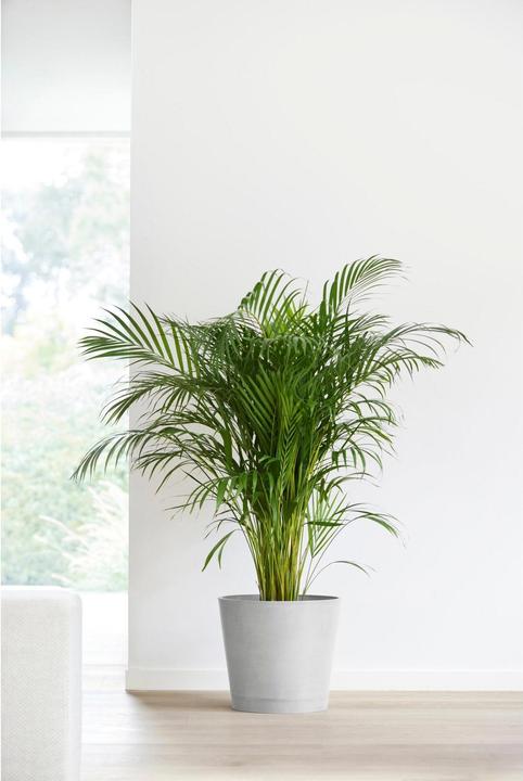 Actual product image Ecopots Venice (40 cm)