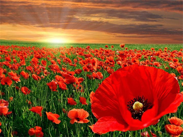 Actual product image Magni Diamond Painting Poppies