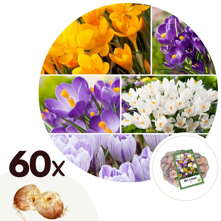 Produktbild Plant in a Box Crocus Mix - 60er-Set Krokuszwiebeln (10 cm)