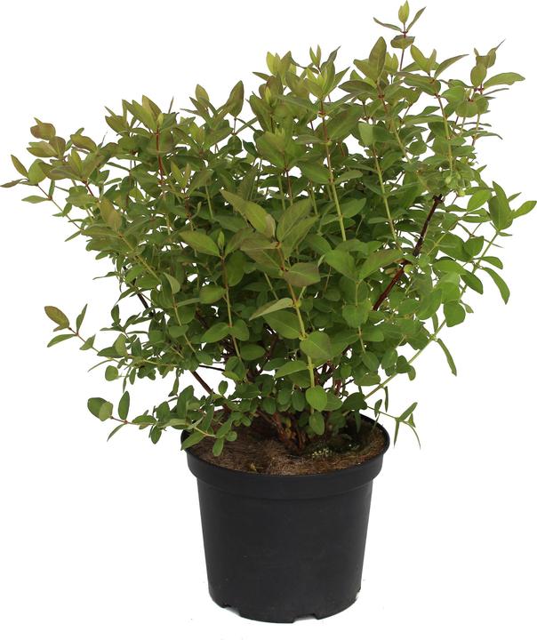 Produktbild Zulauf Maibeere / Lonicera kamtschatica 'Blue Velvet'® (40 cm)