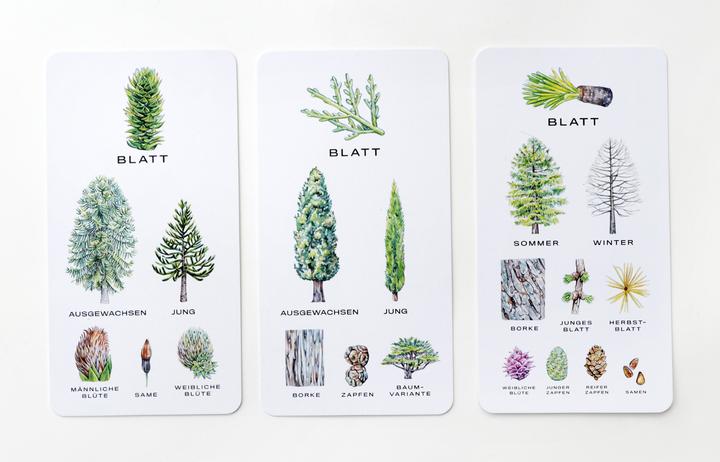 Actual product image 441678 - Baum-Wissen - Card game, 1+ players, ages 8+ (DE edition) (German)