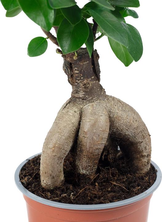 Produktbild Flowerbox Chinesische Feige - Ficus Ginseng (25 cm)