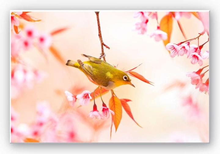 Image du produit Trenddeko Le chant des oiseaux dans la fleur de cerisier (100 x 70 cm)