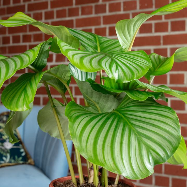 Produktbild Flowerbox Korbmarante Ornata - Calathea Orbifolia (60 cm)