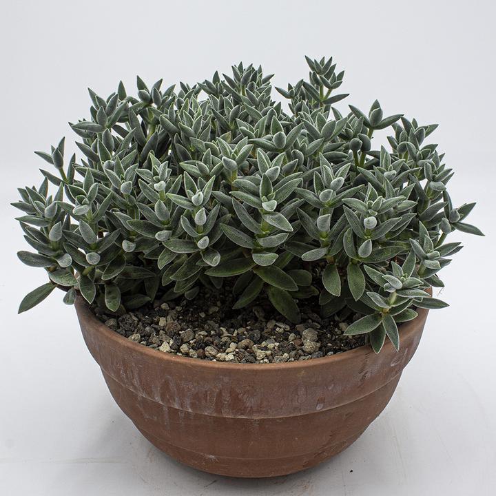 Kakteen Gautschi Crassula tarantola (25 cm)