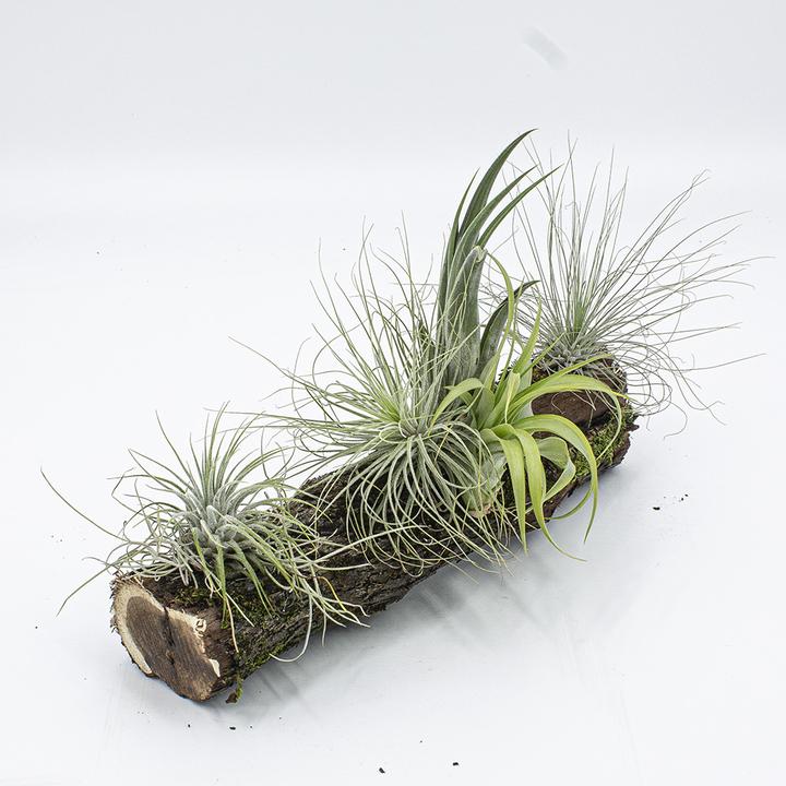 Produktbild Kakteen Gautschi Tillandsien-Rebholz (25 cm)