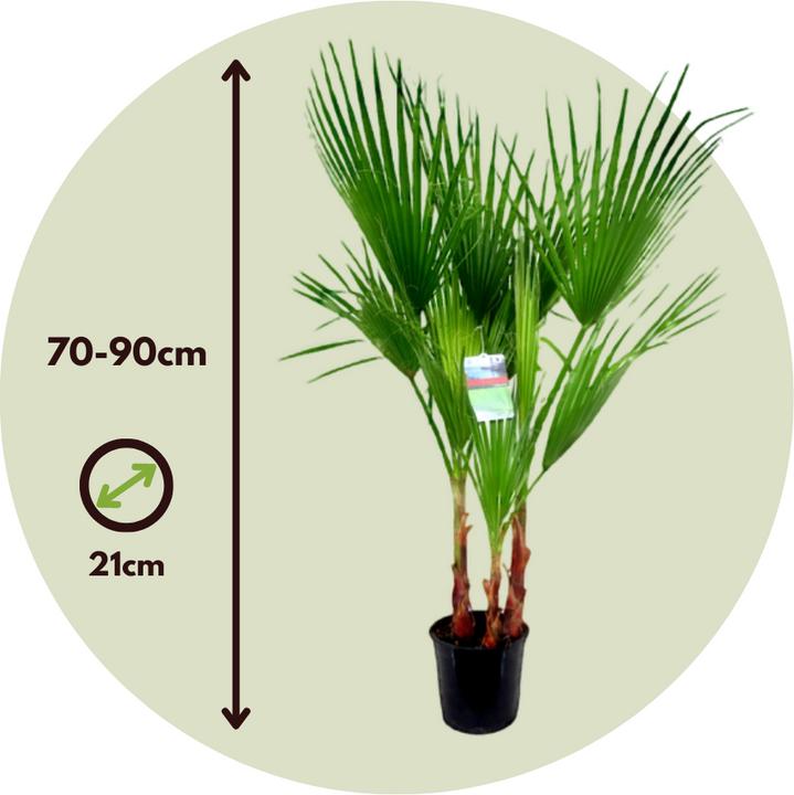 Actual product image Plant in a Box Washingtonia Robusta - Mexikanische Fächerpalme (70 cm)