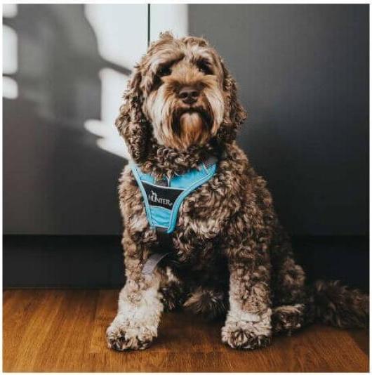Produktbild Hunter Geschirr Divo (M, Hund, Allgemein)