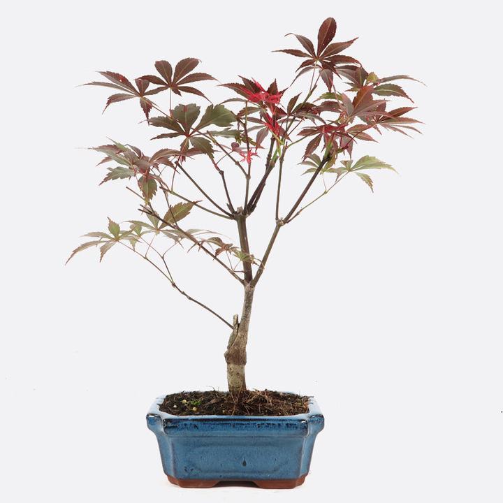 Produktbild Bonsai.ch Acer atropurpureum Roter Fächerahorn cm