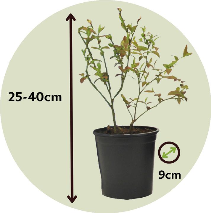Immagine prodotto Plant in a Box Vaccinium corymbosum 'Sunshine Blue' - Set di 6 mirtilli (25 cm)