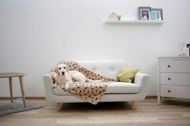 Actual product image Kerbl Stella (Dog)