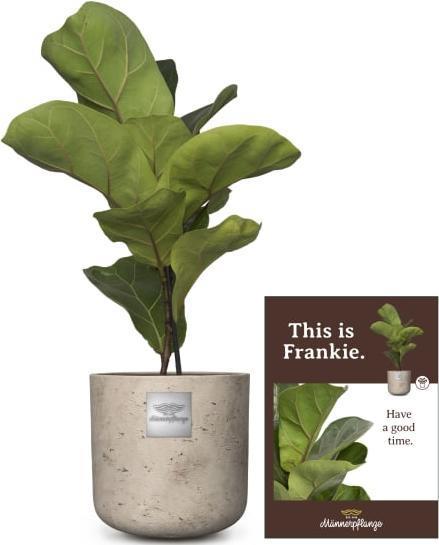 Produktbild Männerpflanze Frankie (50 cm)