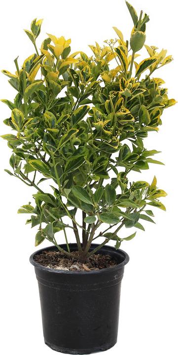 Produktbild Zulauf Japanischer Spindelstrauch / Euonymus j. 'Aureomarginatus' (50 cm)