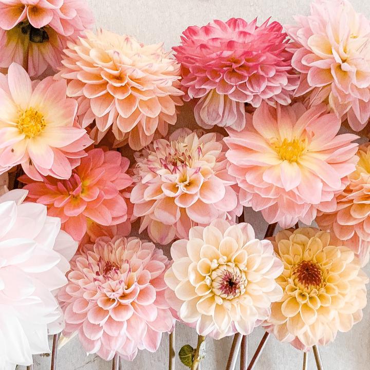 Image du produit Plant in a Box Dahlia Break Out - Set de 3 dahlias (10 cm)