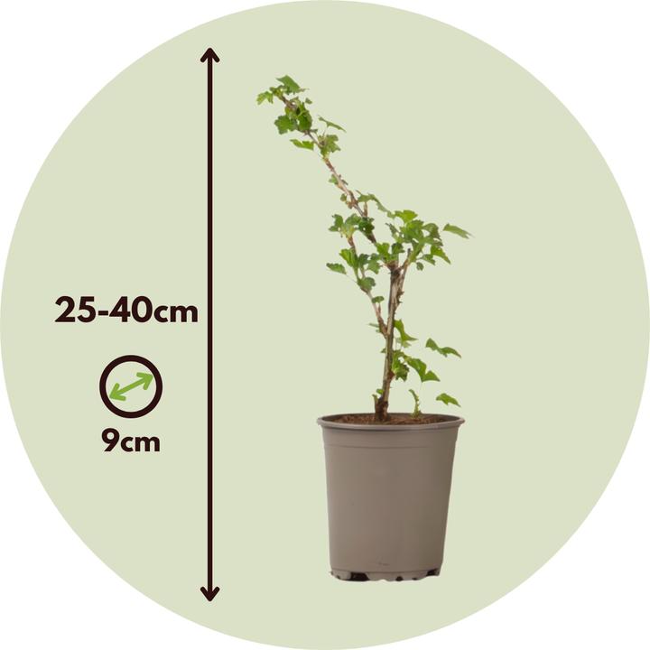 Produktbild Plant in a Box Ribes uva- crispa 'Kruisbes' - Stachelbeere (25 cm)