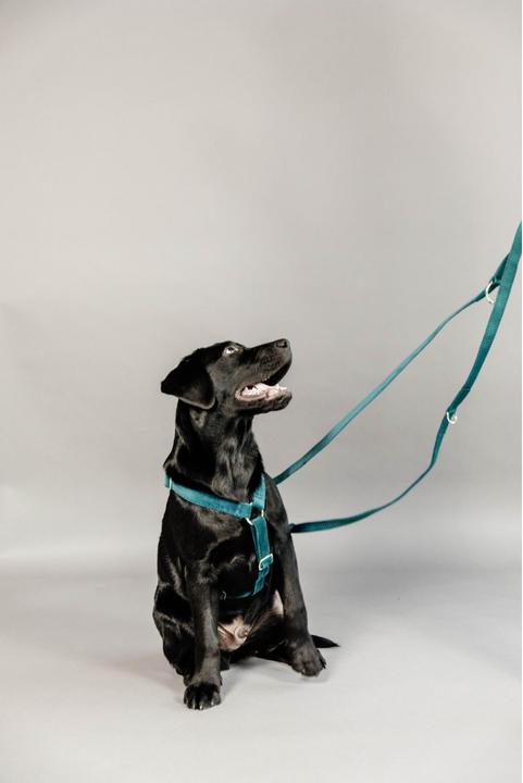 Produktbild Kentucky Dogwear Hundeleine Velvet (L, Hund, Allgemein)