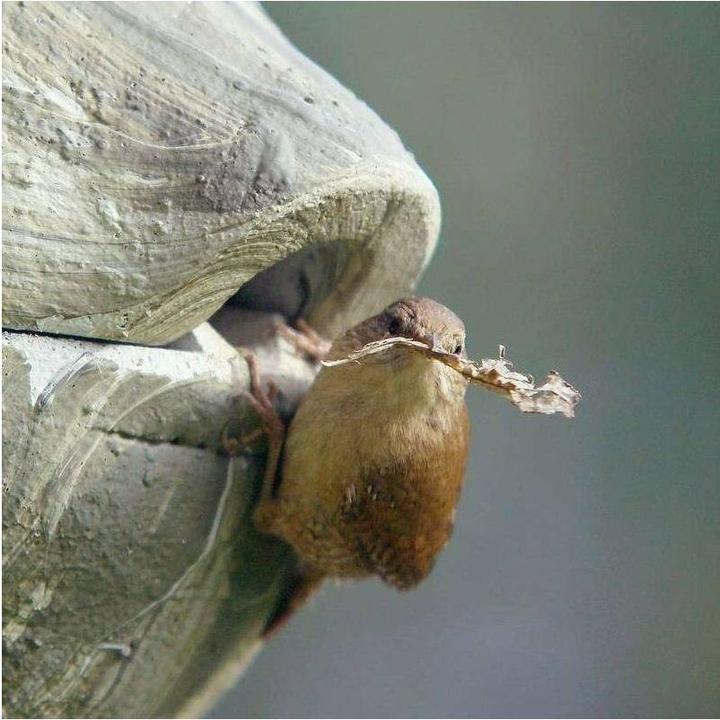 Actual product image Siena Garden Wren Nesting Ball 1ZA