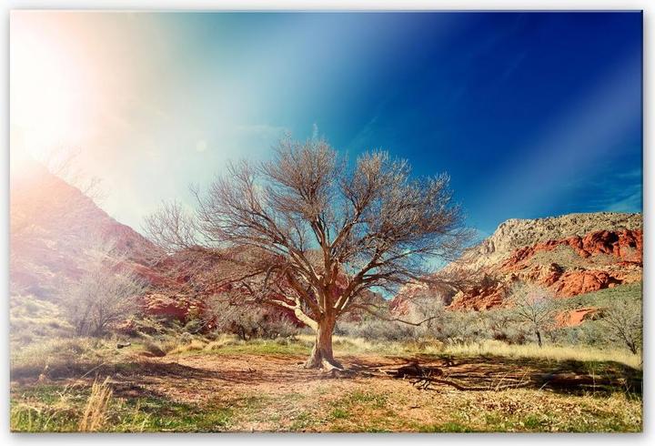 Actual product image Trenddeko Desert Tree (150 x 100 cm)