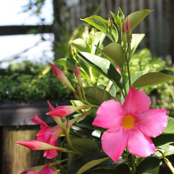 Image du produit Säntispracht Set de 3 fleurs en entonnoir - Dipladenia Bella Pink (150 cm)